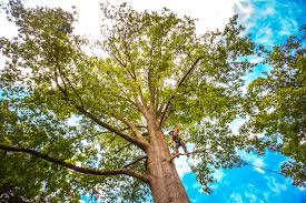 Reliable Washingtonville, NY Tree Removal Solutions