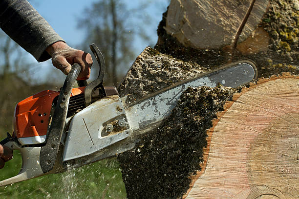 How Our Tree Care Process Works  in  Washingtonville, NY